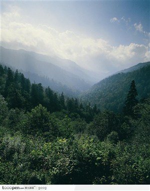 茂盛树林与山脉