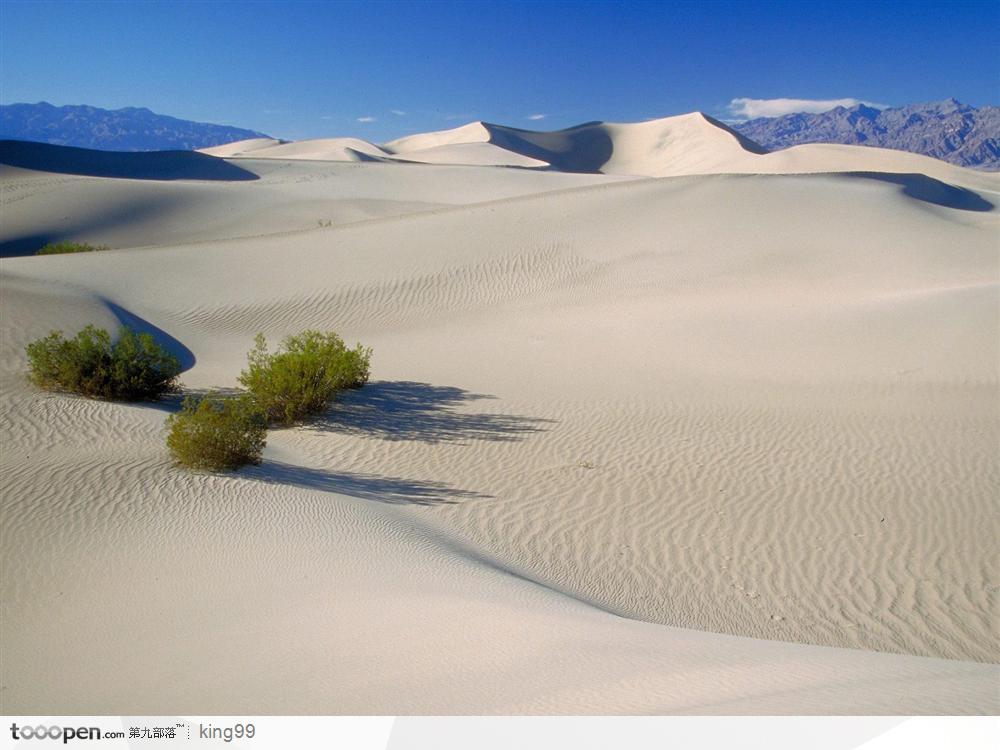 无垠沙漠中的零星草堆