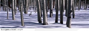 雪地上的枯树林