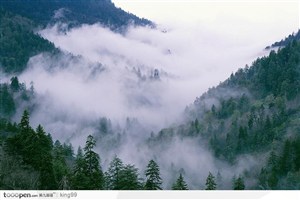 云雾缭绕的山间树林