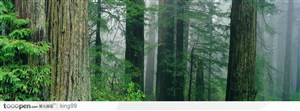 云雾缭绕的树林