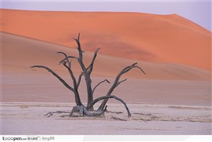 无垠沙漠中的枯木