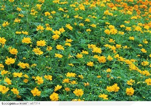 满地的黄色花朵