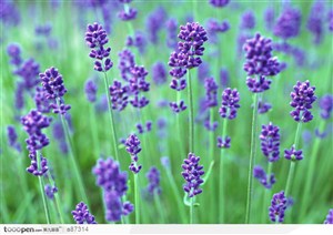 紫色鲜花丛-2