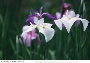 白色与紫色鲜花