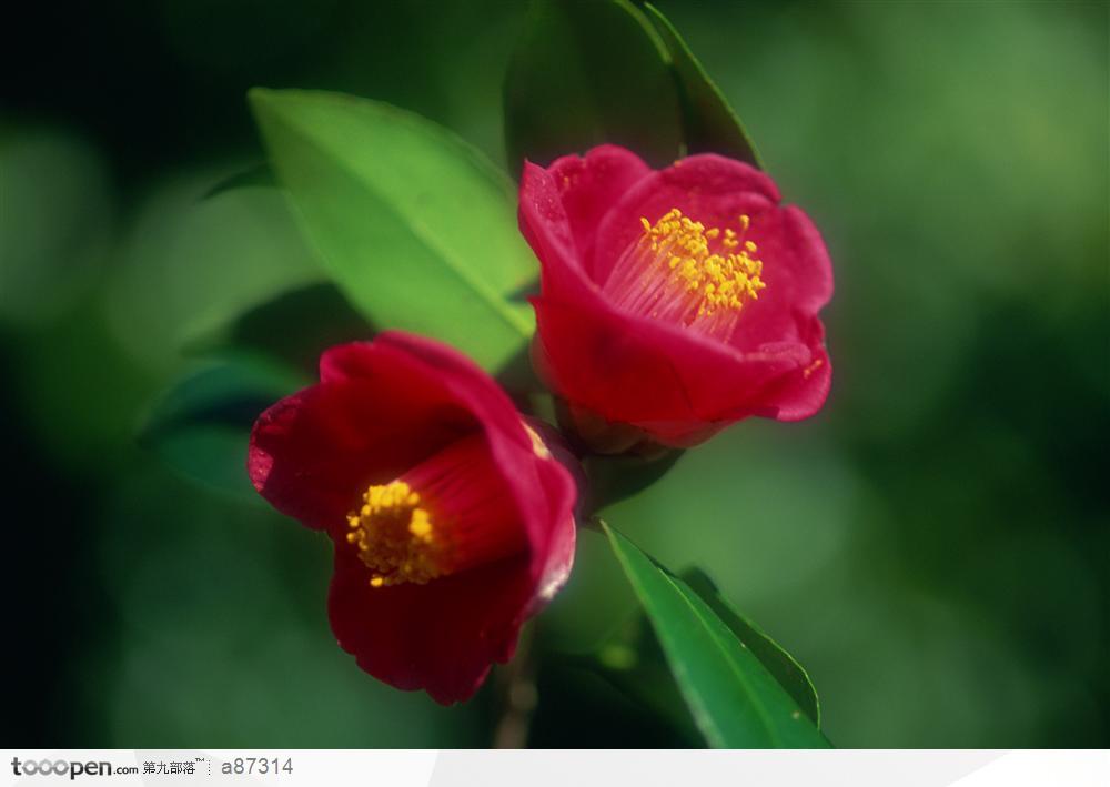 2朵红色鲜花