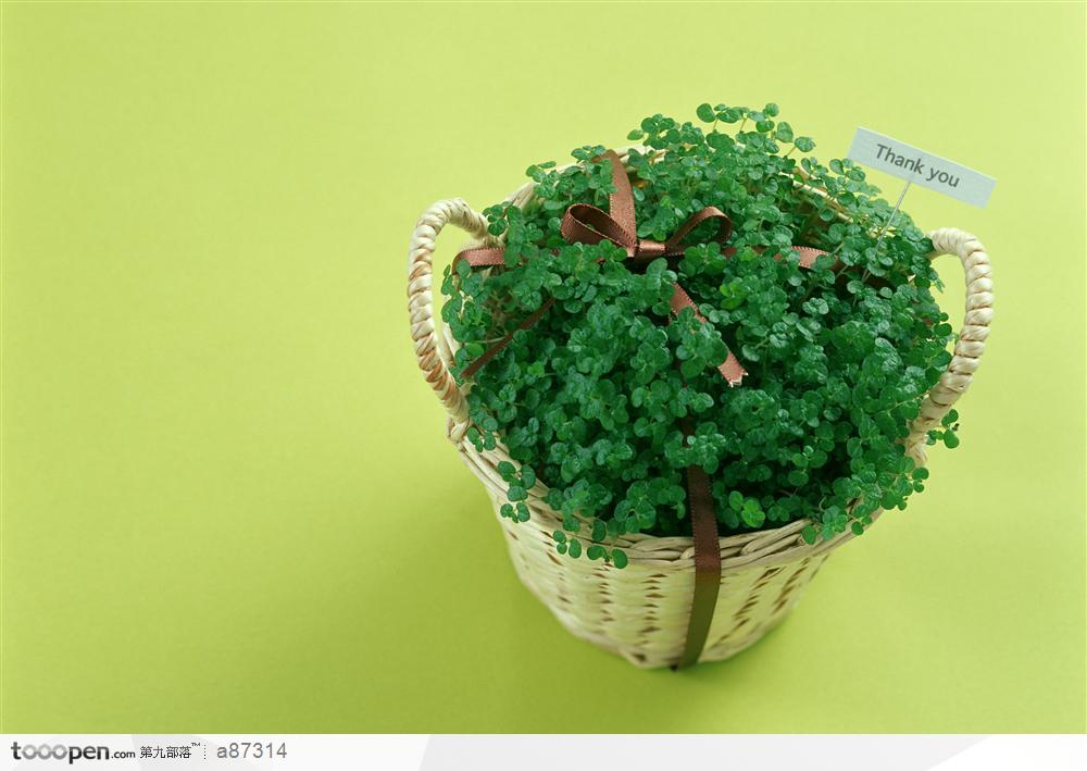 花篮装着绿色的植物