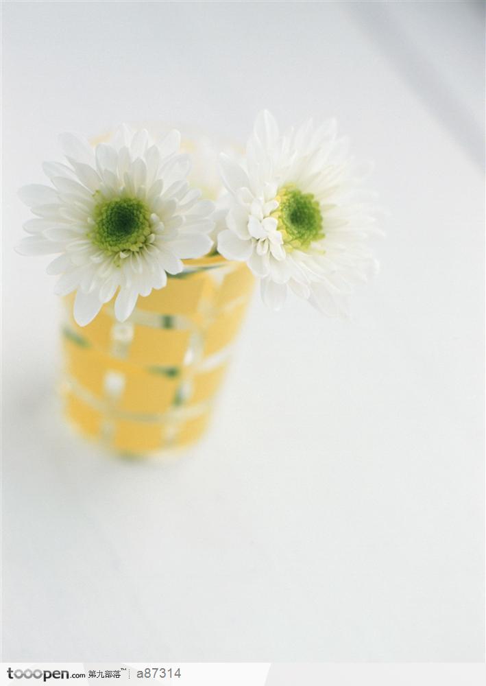 水杯中的白菊花