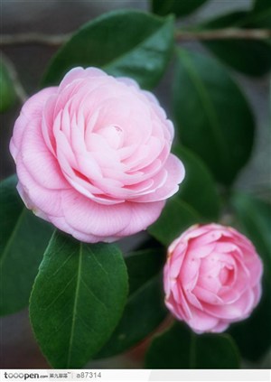 2朵亮丽的粉色花朵