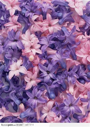 紫色与粉红花朵