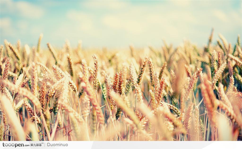 秋季金黄色的稻田里成熟的小麦