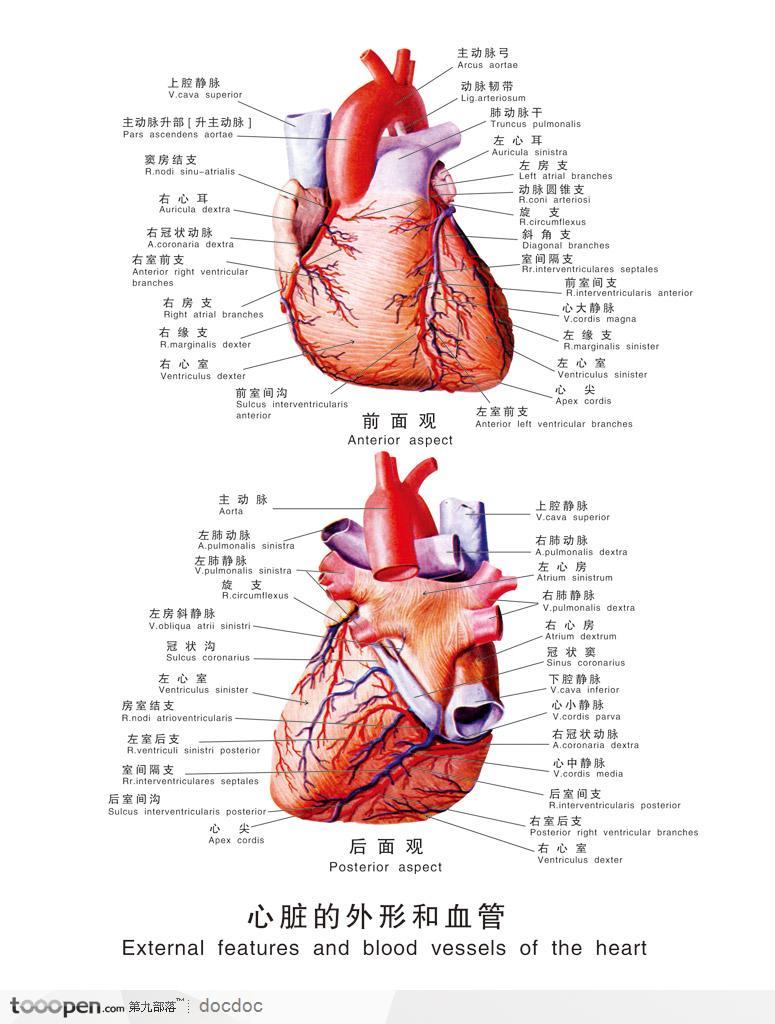人体解剖图--心脏外形和血管