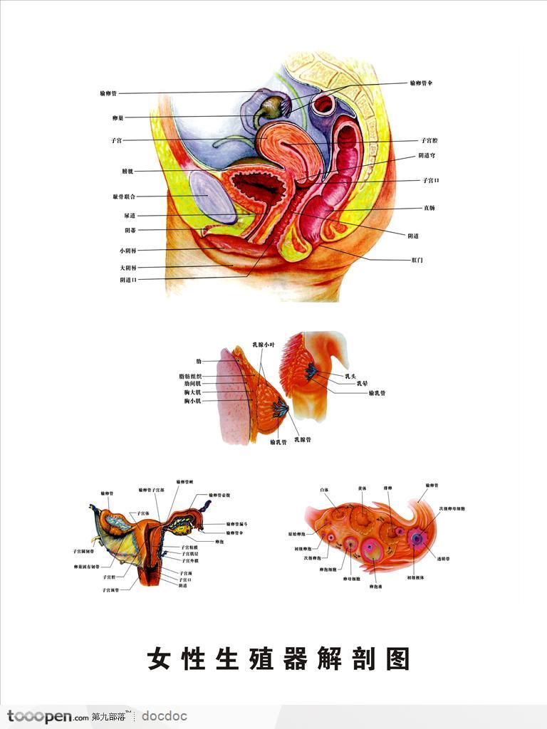 人体解剖图--女性生殖器泌尿系统解剖图