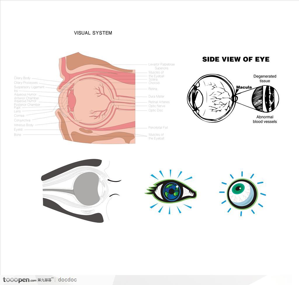 人体解剖图和器官--眼 眼球 眼部结构