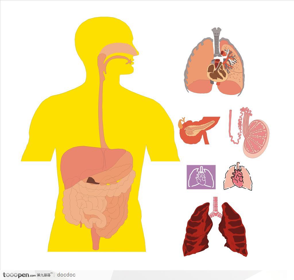 人体解剖图和器官--呼吸系统 肺 消化系统