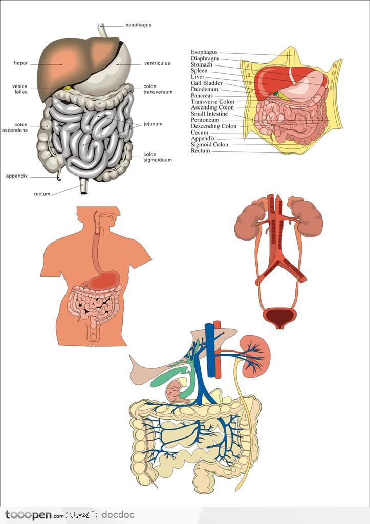 人体解剖图和器官--人体消化系统医疗图
