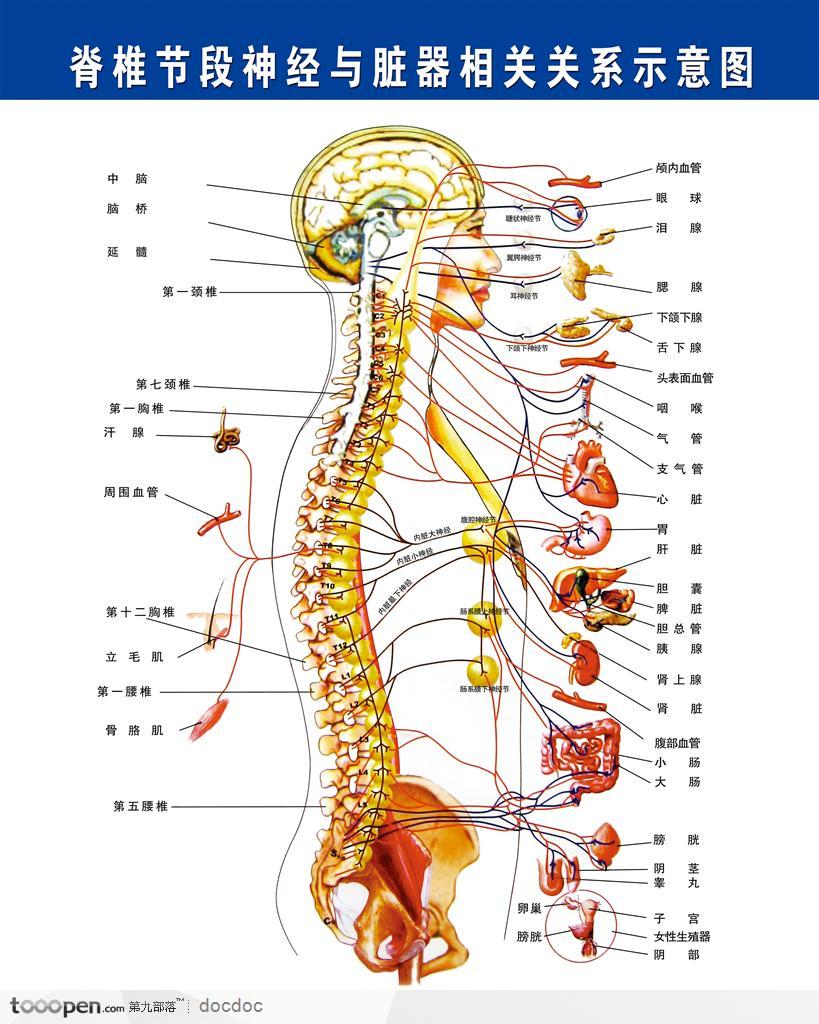 人体解剖图和器官--脊椎与各内脏系统