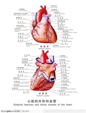 人体解剖图--心脏外形和血管