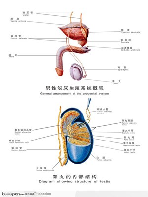 人体解剖图--男性泌尿生殖系统