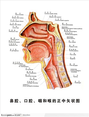 人体解剖图--鼻腔口腔咽喉