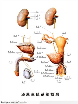 人体解剖图--泌尿生殖系统