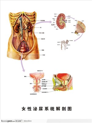 人体解剖图--女性生殖器官泌尿系统