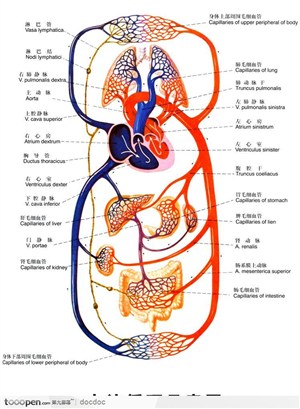 人体解剖图--血液循环系统