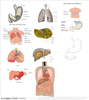 人体解剖图--腹腔心脏 肺 肝 胆 胃 肠