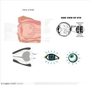 人体解剖图和器官--眼 眼球 眼部结构