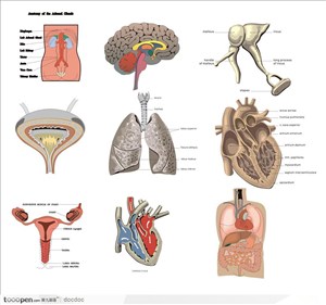 人体解剖图和器官--人体内脏医疗用图心脏 膀胱 肺 子宫 脑