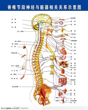 人体解剖图和器官--脊椎与各内脏系统