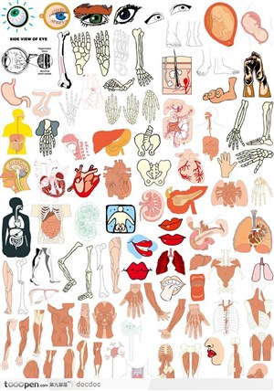 人体解剖结构图 人体器官 内脏