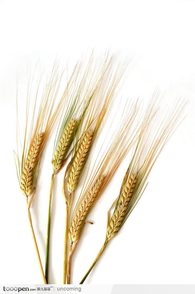 丰收的农作物小麦 麦子麦穗稻谷
