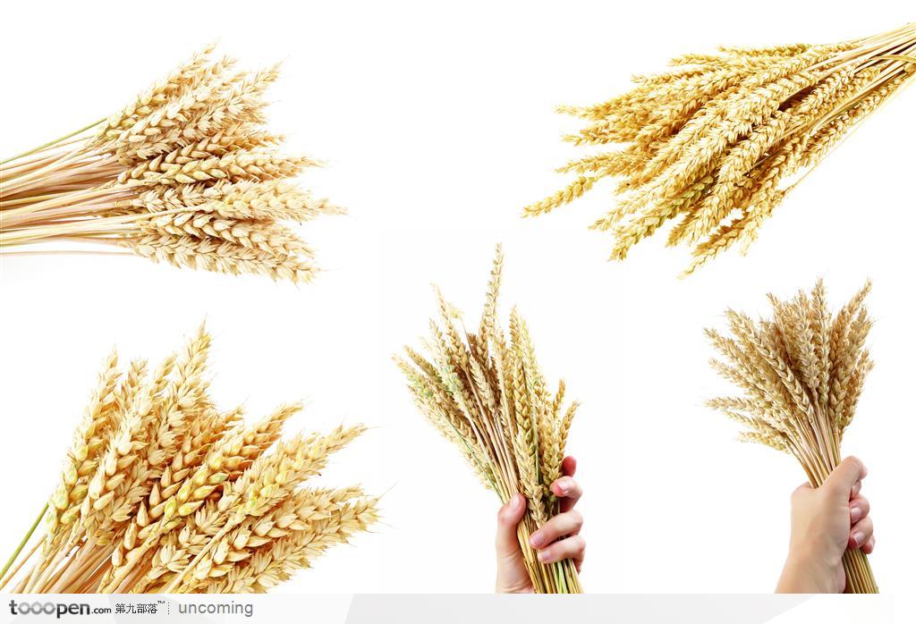 拿在手上丰收的麦子麦穗