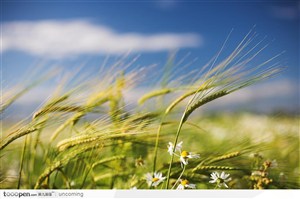 小麦麦子麦穗和白色野菊花