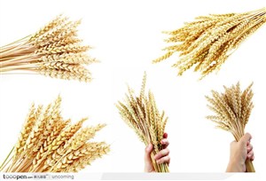 拿在手上丰收的麦子麦穗