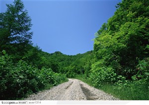 蓝天下的石子路和绿色森林
