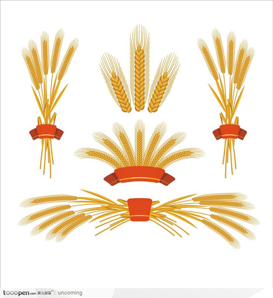 一束束的金色的麦子麦穗和稻谷