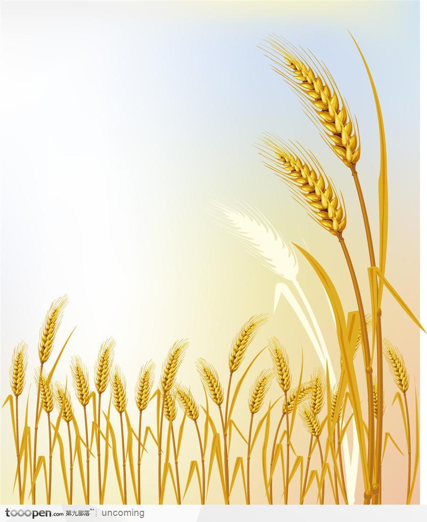 长成一排的矢量徽标装饰图案金色麦穗和稻子