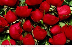 大红色的玫瑰花背景