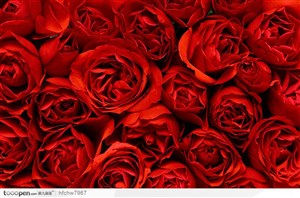 盛开的大红色玫瑰背景