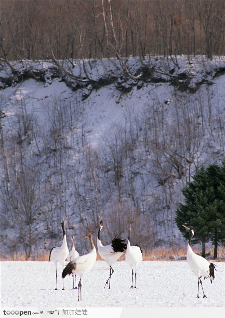 雪地里的一群丹顶鹤