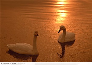 夕阳下的两只戏水的白天鹅