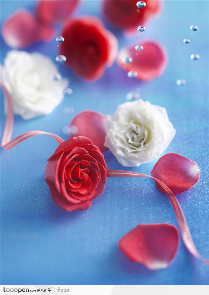 红色玫瑰花 花瓣 水珠