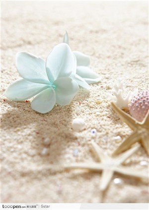 沙滩上的鲜花和五星贝壳