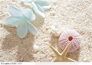 沙滩上的鲜花和星形贝壳