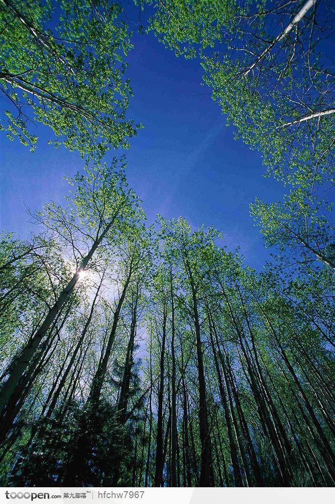 蓝天白云下仰视角度的树林