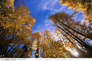 蓝天白云下秋季的黄色树叶树林