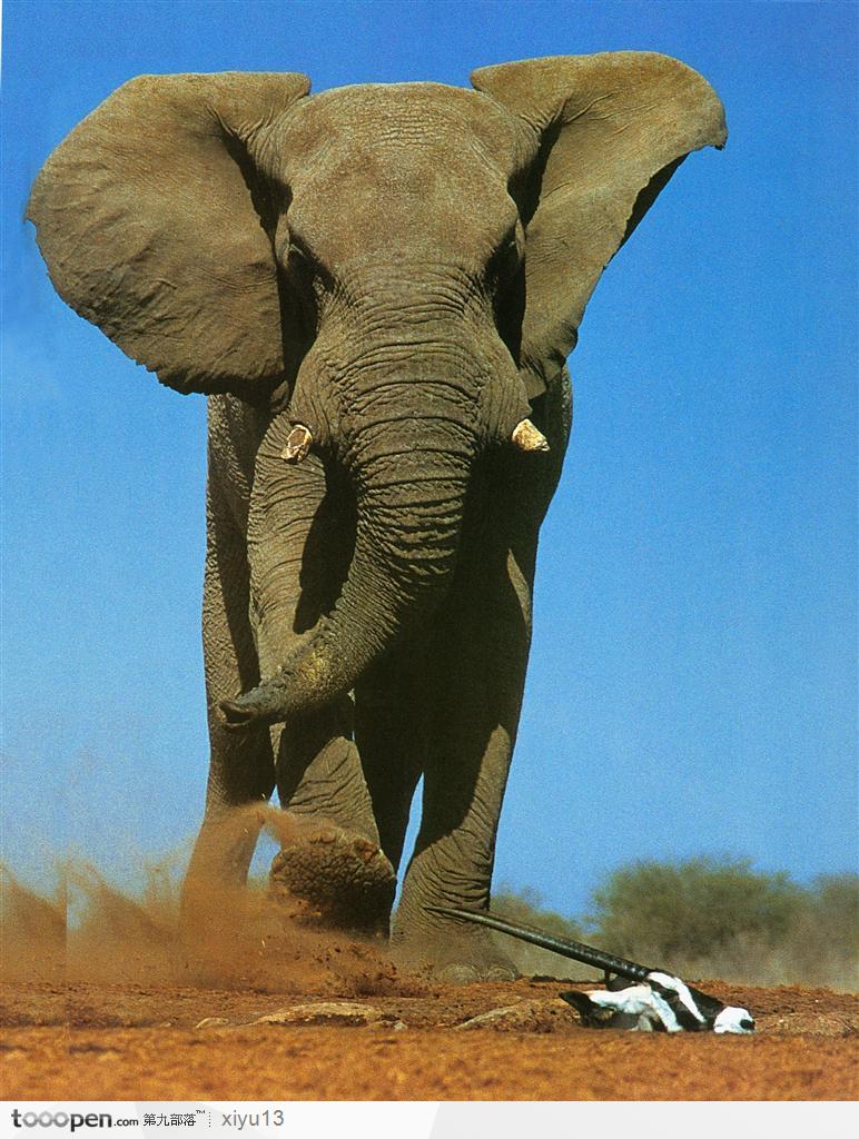 象之世界-奔跑的大象
