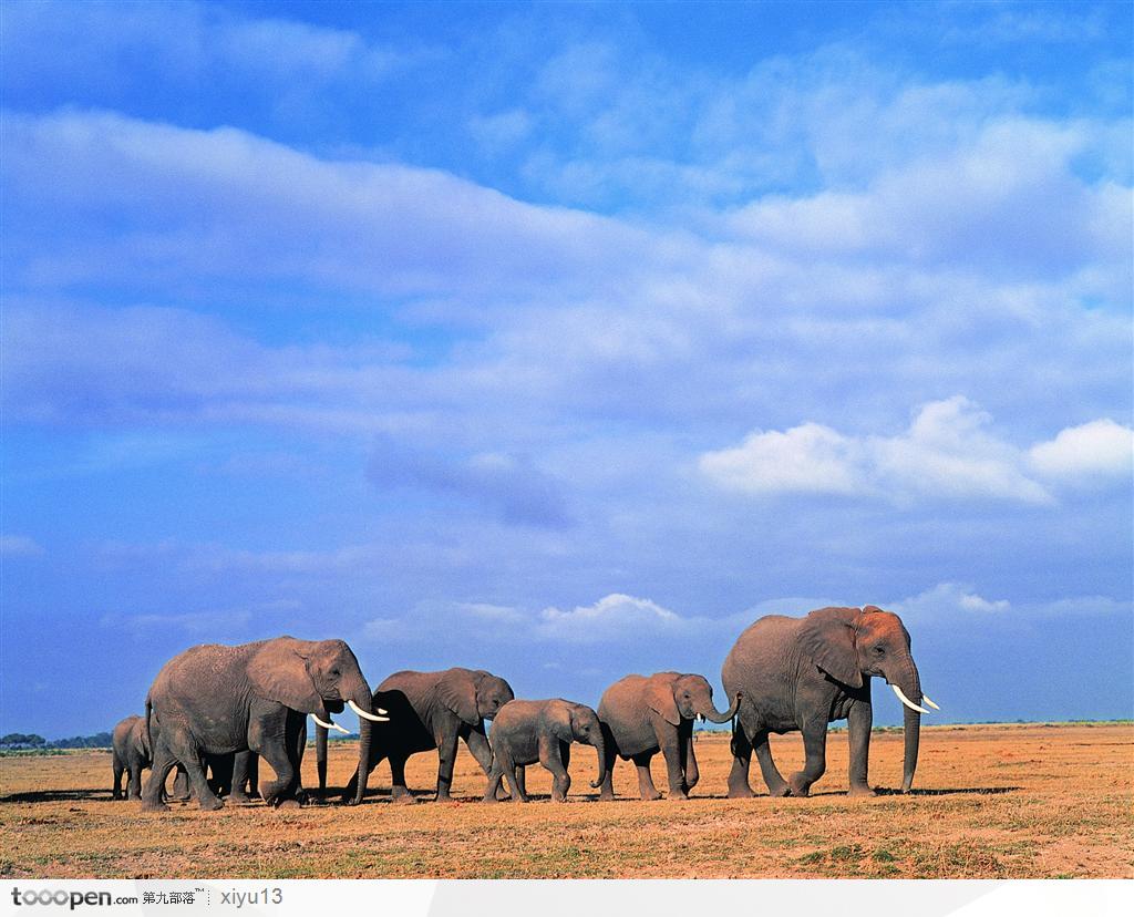 象之世界-蓝天下可爱的小象